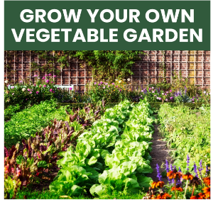 Garden: vegetable herb and fruit grown in raised bed